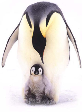 Emperor penguin（皇企鵝）