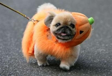 Halloween dog