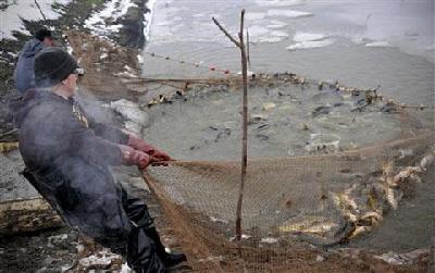 Fish farms may soon supply more than half the world's catch