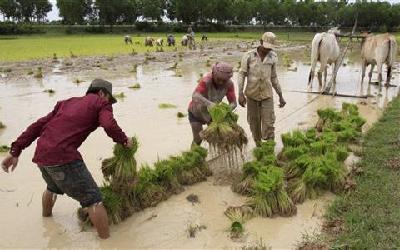 'Green Super Rice' about two years away for Asia, Africa