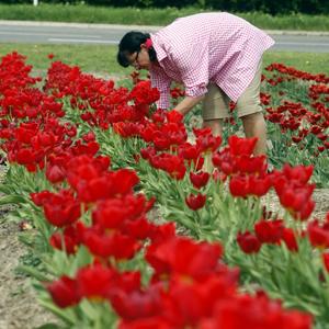 Grow it yourself: turning bulbs into beautiful blooms