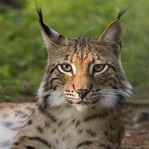 Big cats at home on the range