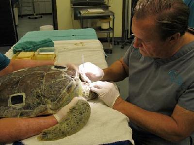 Trauma center treats sea turtles