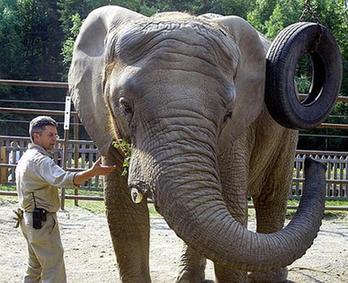 Elephant leaves Alaska for warmer home