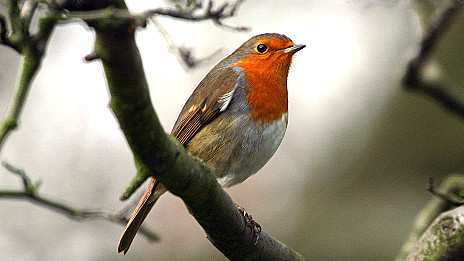 Electronics 'affect bird navigation' 電子設(shè)備影響鳥兒的方向感