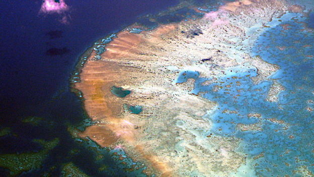 Great Barrier Reef 'severely damaged' 大堡礁“嚴(yán)重受損”