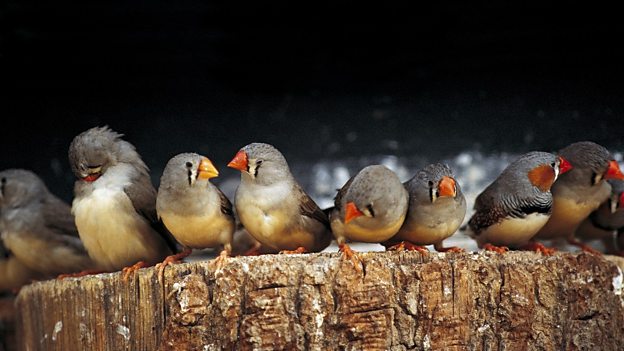 Zebra finch 'heat song' changes hatchling development “珍珠鳥”高溫時(shí)的鳴叫有助于雛鳥生長