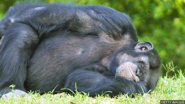 Are chimpanzee beds cleaner than human ones? 黑猩猩的“床”比人類的床還干凈？