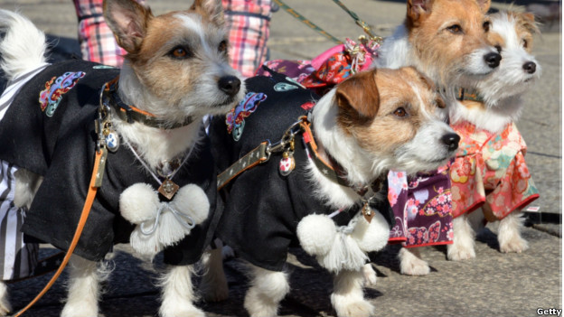 Dressed like a dog's dinner 穿著太耀眼