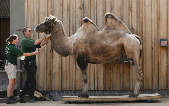 London Zoo conducts annual weigh-in for animals