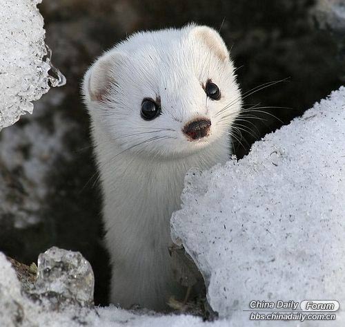 雪中的可愛小動物