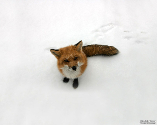 雪中的可愛小動物