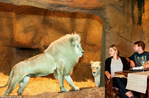 旅館？動物園？這是澳大利亞加馬拉野生動物旅館！