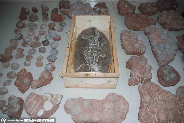 Dinosaur eggs seized