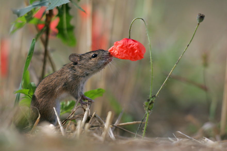 萌化了：聞花的動物們（組圖）