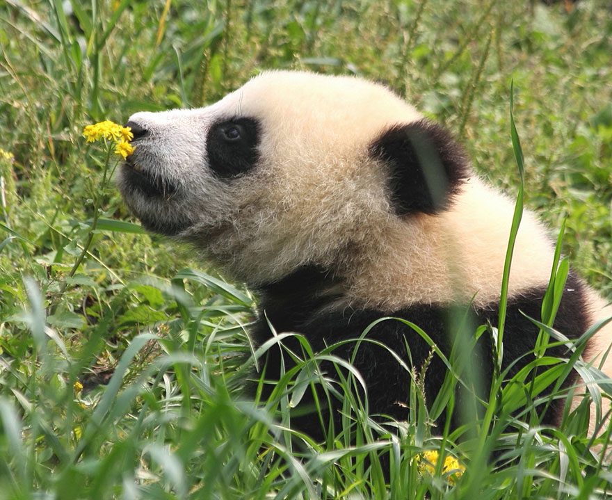 萌化了：聞花的動物們（組圖）