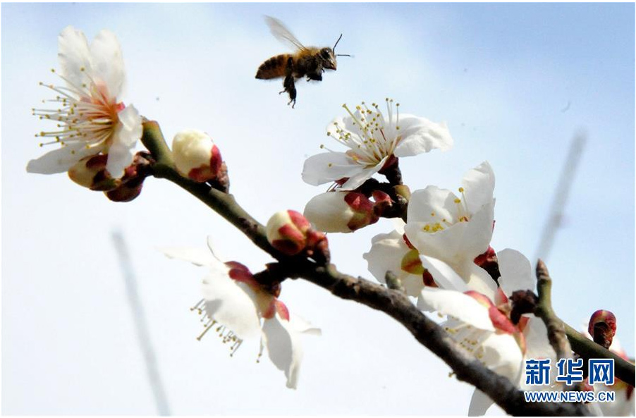 又到一年踏青時(shí) 花間春色惹人醉（組圖）