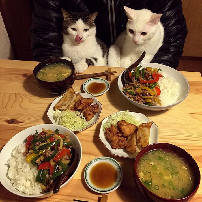 日本“眼饞貓”走紅（組圖）