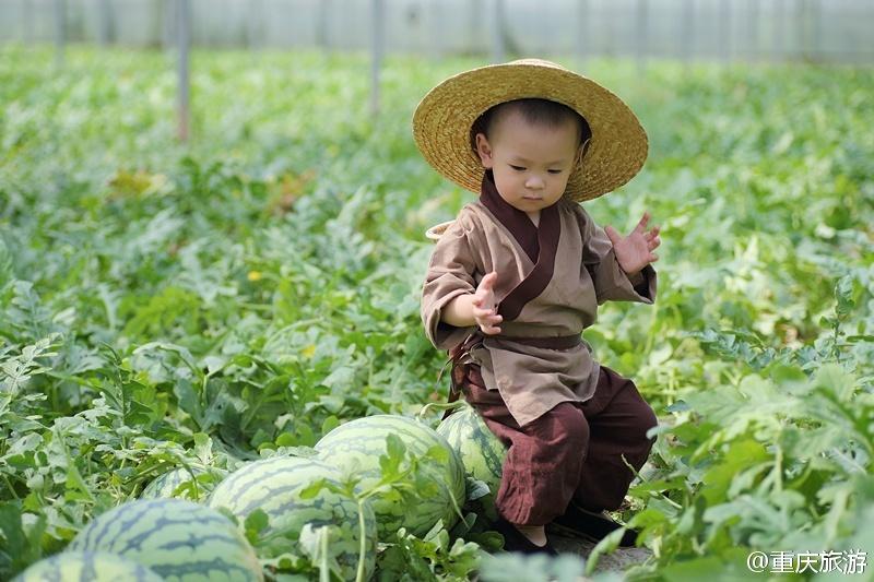 2歲萌娃吆喝自家西瓜 這個(gè)“瓜娃子”要火?。ńM圖）