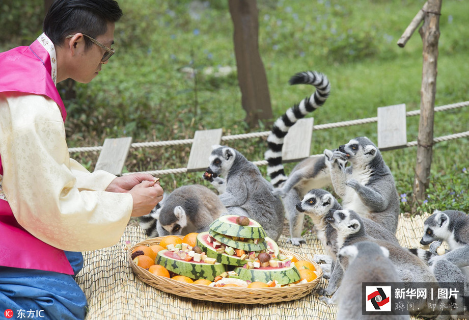 吃得開(kāi)心！韓國(guó)動(dòng)物園大熊貓?zhí)崆跋硎芄?jié)日大餐（組圖）