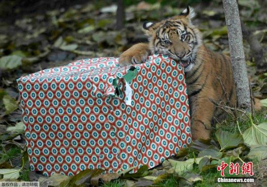 倫敦動(dòng)物園發(fā)圣誕禮物 霸氣小老虎“怒拆”禮物