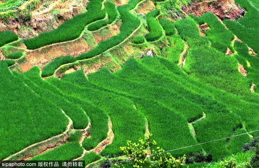 春回大地草木萌動 盤點那些農(nóng)田光景返樸歸真（組圖）