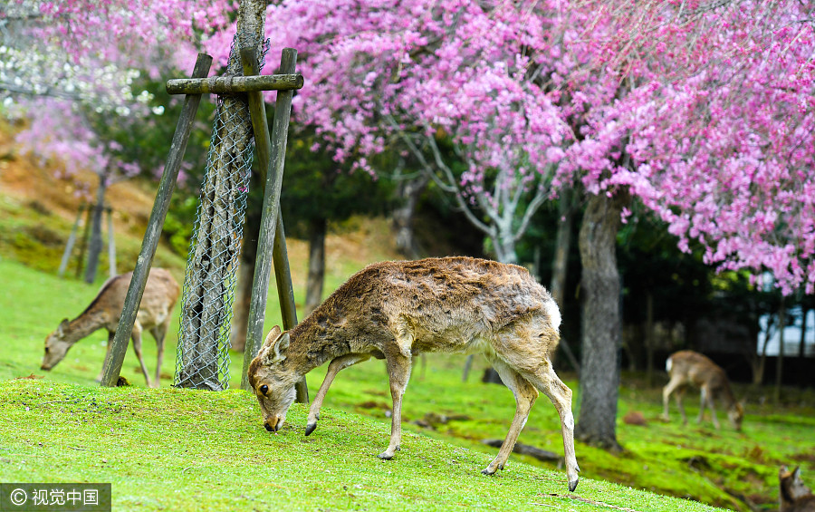 日本奈良公園櫻花盛開 小鹿穿梭其中如林間精靈（組圖）