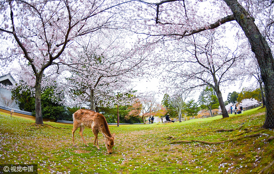 日本奈良公園櫻花盛開 小鹿穿梭其中如林間精靈（組圖）