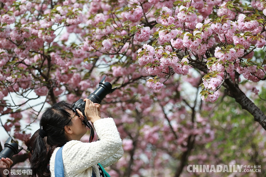 大好春光豈可負(fù)？世界各地盡享花海美景（組圖）