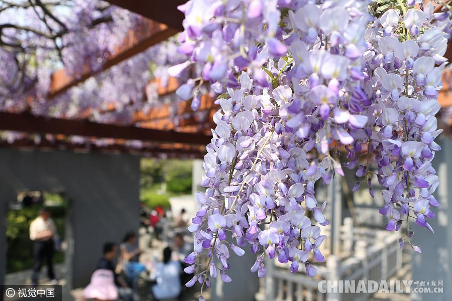 大好春光豈可負(fù)？世界各地盡享花海美景（組圖）