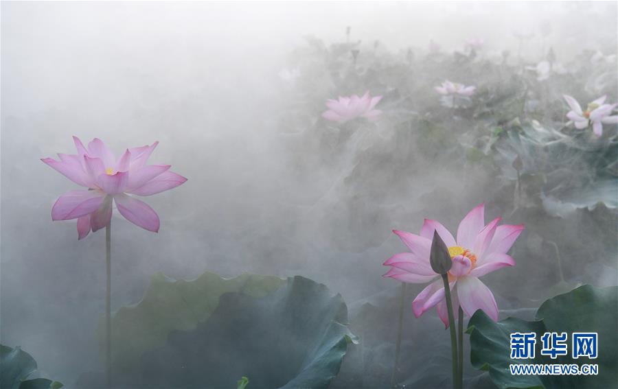 雨后晨霧中的夢幻荷塘（組圖）