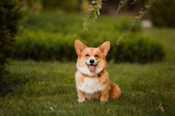 牛津熱詞：杜爾基犬