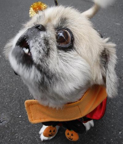 Halloween parade in Tokyo