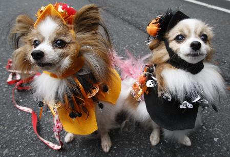 Halloween parade in Tokyo