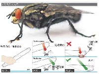 科學家教你如何打蒼蠅