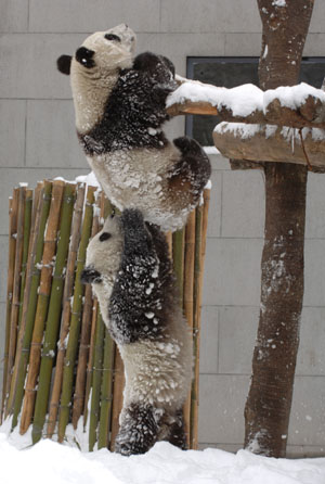 Mainland panda pair ready to leave for Taiwan