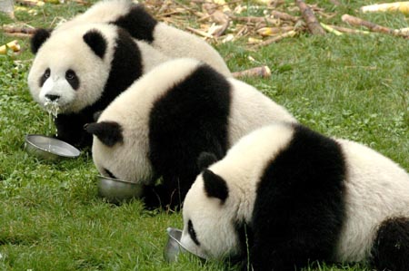 Mainland panda pair ready to leave for Taiwan