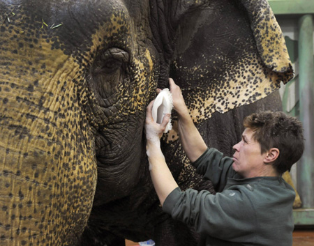 Lucy the elephant gets a bath