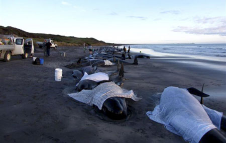 Pilot whales stranded in Australia