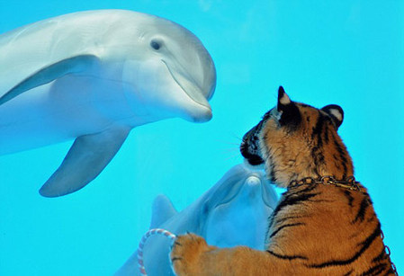 Dolphin greets tiger with bubbles