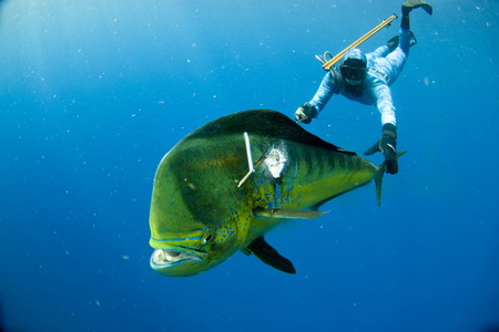 Diver grapples with 12ft tiger shark to save friend