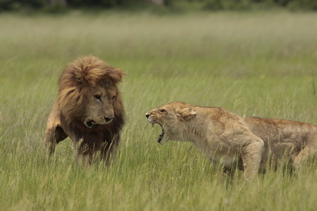 Jealous lioness grabs hubby by the tongue