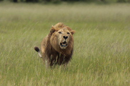 Jealous lioness grabs hubby by the tongue