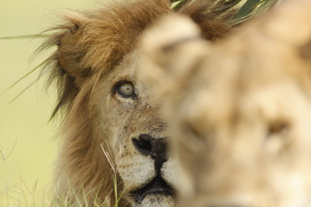 Jealous lioness grabs hubby by the tongue