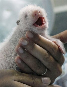 Public invited to name panda cub