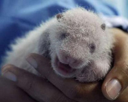 Public invited to name panda cub