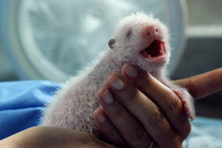 Public invited to name panda cub