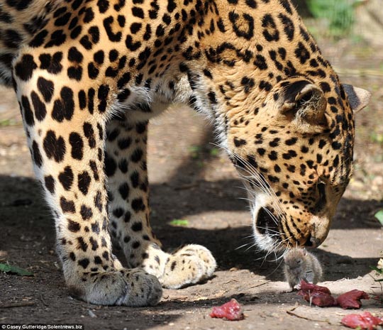 Rat steals leopard's lunch <BR>小老鼠豹口奪食物(圖)