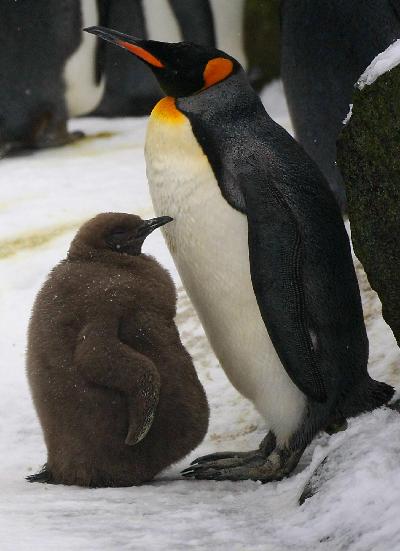 Baby king penguin dances boldly out into public life