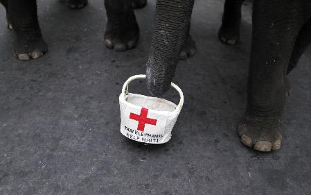 Thai elephants collect money for Haiti